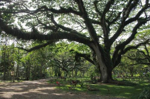Pohon Trembesi: Efektif Serap Karbon Dioksida dan Bisa Tumbuh di Mana Saja